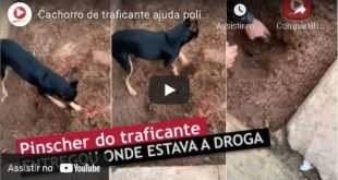 Cachorro X9 de traficante mostrou para a policia a droga enterrada, Veja vídeo: