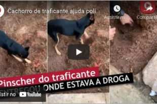 Cachorro X9 de traficante mostrou para a policia a droga enterrada, Veja vídeo: