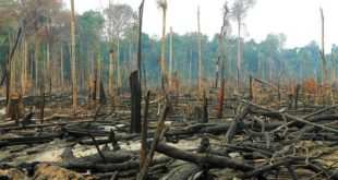 Desmatamento e grilagem explodem na Amazônia