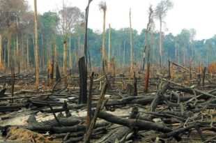 Desmatamento e grilagem explodem na Amazônia