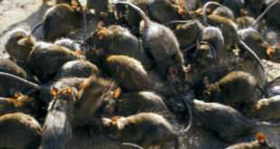 Infestação de ratos assusta Austrália e Londres