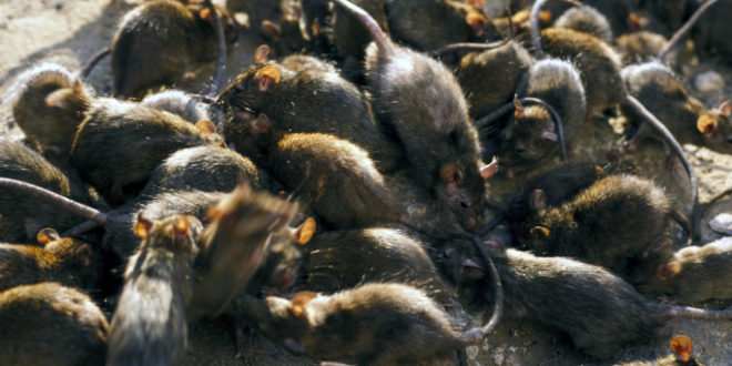 Infestação de ratos assusta Austrália e Londres