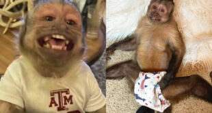 Macaco com 17 milhões de seguidores no Tik Tok morre em clínica veterinária