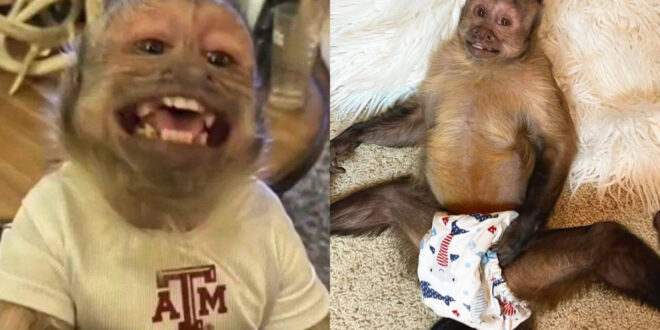Macaco com 17 milhões de seguidores no Tik Tok morre em clínica veterinária