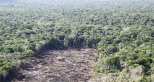 No dia do Meio Ambiente desmatamento bate novo recorde na Amazônia Legal
