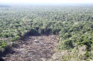 No dia do Meio Ambiente desmatamento bate novo recorde na Amazônia Legal