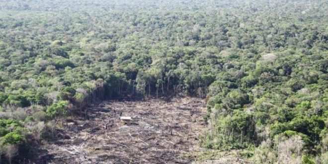 No dia do Meio Ambiente desmatamento bate novo recorde na Amazônia Legal