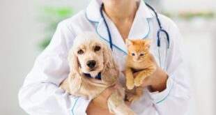 Audiência discutirá projeto que altera regras do curso de medicina veterinária