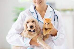 Audiência discutirá projeto que altera regras do curso de medicina veterinária