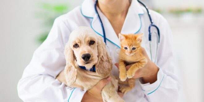 Audiência discutirá projeto que altera regras do curso de medicina veterinária