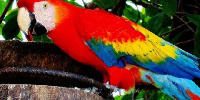 Cientistas alertam: "mais de 10 mil espécies da Amazõnia estão em risco de extinção por causa do desmatamento"