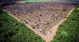 No governo Gladson Cameli Acre bate recorde de destruição da Floresta