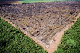 No governo Gladson Cameli Acre bate recorde de destruição da Floresta