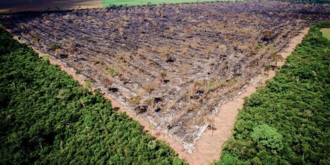 No governo Gladson Cameli Acre bate recorde de destruição da Floresta