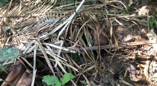 Madrasta e tia são suspeitas de entregar adolescente de 14 anos para ser torturado e morto por facção