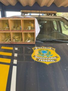 PRF resgata seis aves silvestres em abordagem na BR-317, em Senador Guiomard 2 PRF resgata seis aves silvestres em abordagem na BR-317, em Senador Guiomard