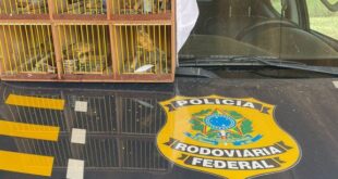 PRF resgata seis aves silvestres em abordagem na BR-317, em Senador Guiomard