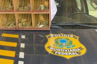 PRF resgata seis aves silvestres em abordagem na BR-317, em Senador Guiomard