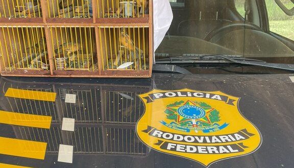 PRF resgata seis aves silvestres em abordagem na BR-317, em Senador Guiomard