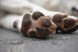PM diz que policial atirou contra poodle em ‘legítima defesa’; ele chutou e atirou no animal