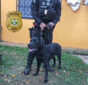 Polícia cumpre 13 mandados de busca e prende três pessoas em operação, no Calafate