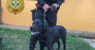 Polícia cumpre 13 mandados de busca e prende três pessoas em operação, no Calafate