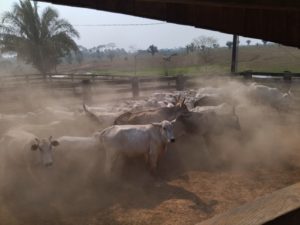 Crimes de roubo de gado são investigados na fronteira do Acre com a Bolívia