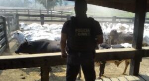 Crimes de roubo de gado são investigados na fronteira do Acre com a Bolívia