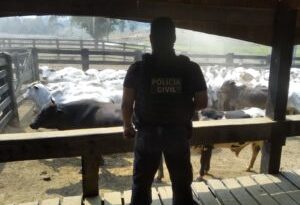 Crimes de roubo de gado são investigados na fronteira do Acre com a Bolívia