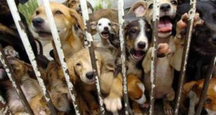 Cães ganham na justiça o direito de processar donos por maus tratos