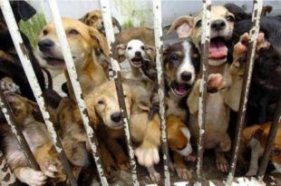 Cães ganham na justiça o direito de processar donos por maus tratos