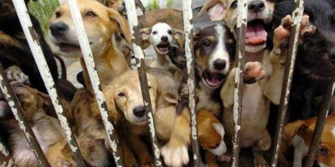 Cães ganham na justiça o direito de processar donos por maus tratos