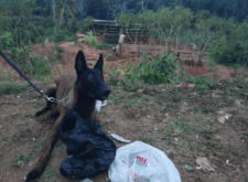 Cadela Helô auxilia PM na apreensão de 1kg de maconha em Rio Branco
