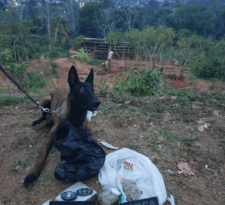 Cadela Helô auxilia PM na apreensão de 1kg de maconha em Rio Branco