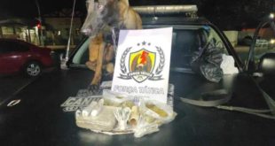 Com ajuda de cadela policial, PM apreende cerca de R$ 3 mil em maconha escondida em barranco do Rio Acre