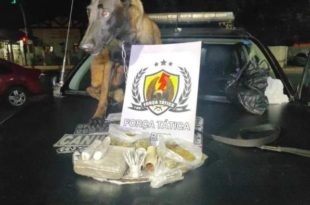 Com ajuda de cadela policial, PM apreende cerca de R$ 3 mil em maconha escondida em barranco do Rio Acre