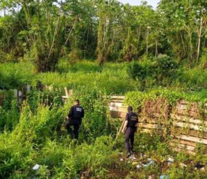 Operação conjunta das polícias Federal, Civil e Militar cumpre 17 mandados contra o tráfico de drogas em Cruzeiro do Sul 2 Operação conjunta das polícias Federal, Civil e Militar cumpre 17 mandados contra o tráfico de drogas em Cruzeiro do Sul