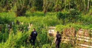 Operação conjunta das polícias Federal, Civil e Militar cumpre 17 mandados contra o tráfico de drogas em Cruzeiro do Sul