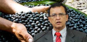 Gonzaga propõe audiência para debater incentivos para a cadeia produtiva do açaí 2 açai