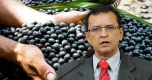 Gonzaga propõe audiência para debater incentivos para a cadeia produtiva do açaí