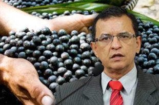 Gonzaga propõe audiência para debater incentivos para a cadeia produtiva do açaí
