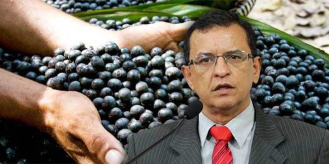 Gonzaga propõe audiência para debater incentivos para a cadeia produtiva do açaí