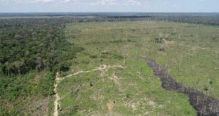 Operação da PF combate grilagem de terras no Amazonas; ex-parlamentar do Acre é alvo