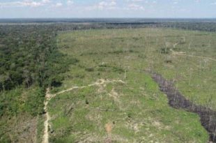 Operação da PF combate grilagem de terras no Amazonas; ex-parlamentar do Acre é alvo