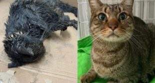 Gato é resgatado coberto de graxa e lama, com intoxicação e problema neurológico: ‘Reviveu’