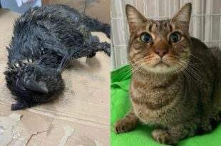 Gato é resgatado coberto de graxa e lama, com intoxicação e problema neurológico: ‘Reviveu’