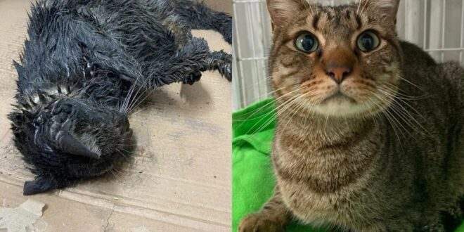 Gato é resgatado coberto de graxa e lama, com intoxicação e problema neurológico: ‘Reviveu’