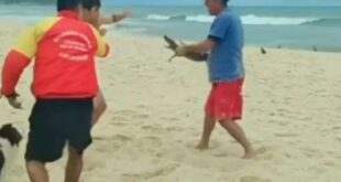 Vídeo: Filhote de jacaré causa briga entre banhistas em praia do RJ e bicho é usado como arma