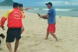 Vídeo: Filhote de jacaré causa briga entre banhistas em praia do RJ e bicho é usado como arma