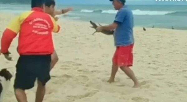 Vídeo: Filhote de jacaré causa briga entre banhistas em praia do RJ e bicho é usado como arma
